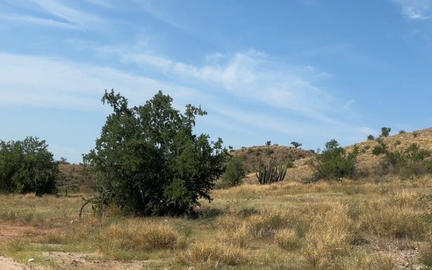 1287 Cerro Colorado